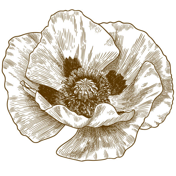 ilustraciones, imágenes clip art, dibujos animados e iconos de stock de ilustración de grabado de la flor de amapola - papaver somniferum de adormidera