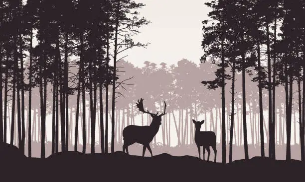 Vector illustration of Realistic illustration of landscape with coniferous forest with pine tree and morning retro sky. Deer and doe with antlers standing. Suitable as advertising for hunting or nature - vector