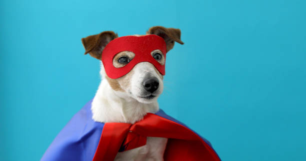 istock Dog jack russell super hero costume 1158207440