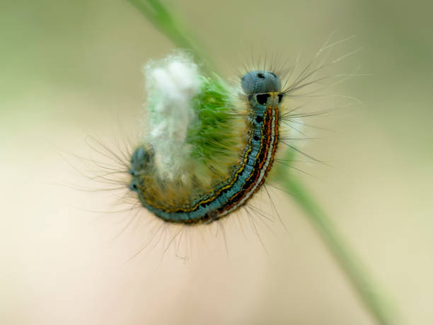 istock Lackey moth caterpillar macro. Malacosoma neustria on grass seedhead. Blue face, bright stripes. 1158207738