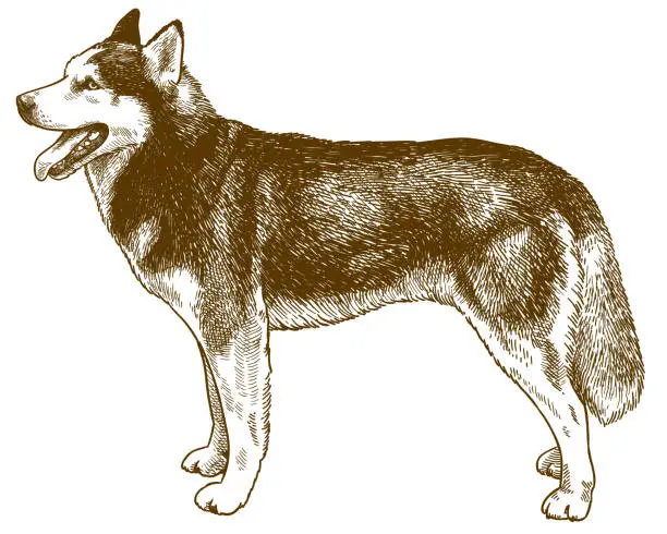 Vector illustration of engraving illustration of husky dog
