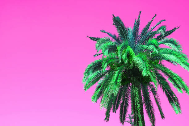 Pop Art Style Vibrant Green Palm Tree on Vivid Pink Background with Copy Space