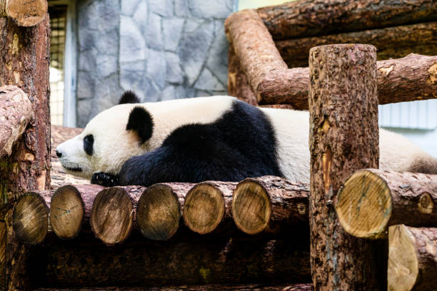 모스크바 동물원에서 큰 대나무 팬더가 잠을 자고 흥미로운 꿈을 지켜봅시 - panda giant panda china eating 뉴스 사진 이미지