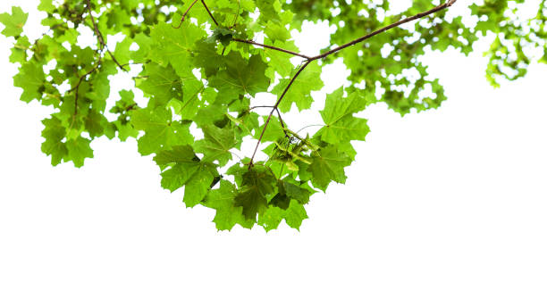 istock natural green branch of field maple tree isolated 1158208704