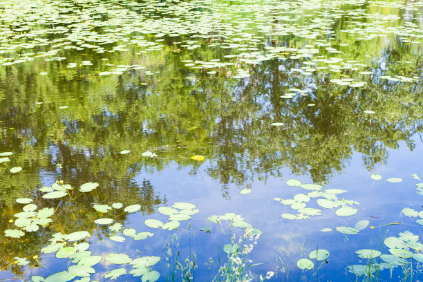 istock pond overgrown by water-lily leaves in forest 1158208717