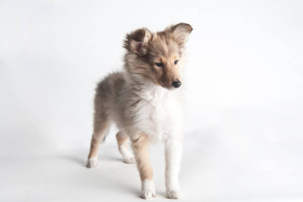 istock Sheltland Sheepdog's puppie in the studio 1158209408
