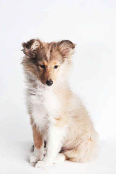Sheltland Sheepdog's puppie in the studio sheltie dog on a white background sheltie blue merle stock pictures, royalty-free photos & images