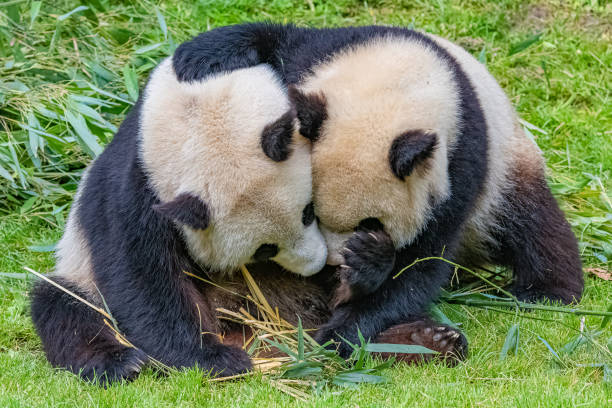pandy olbrzymie - bear animal kissing forest zdjęcia i obrazy z banku zdjęć