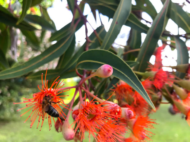 istock Bee looking for nectar in red flowers 1158212407