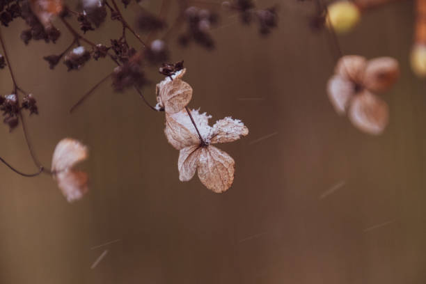 istock winter flowers with snow 1158213508
