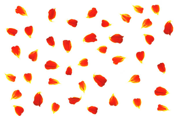 istock Red flower petals of marigold. White isolate. 1158213585