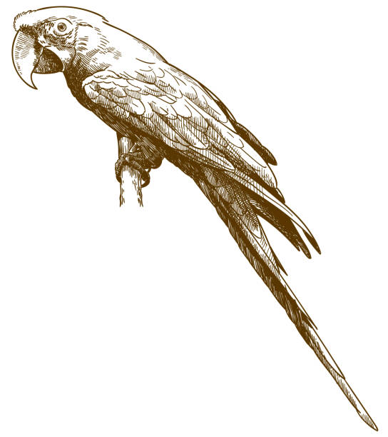 ilustrações de stock, clip art, desenhos animados e ícones de engraving antique illustration of green-winged macaw - stuffed