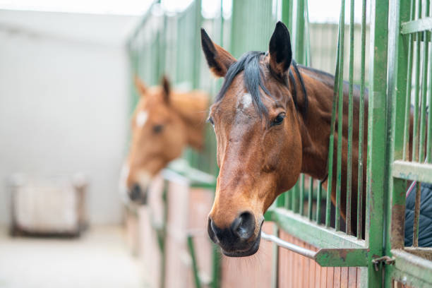 cavalli in un fienile - animal head horse stable barn foto e immagini stock