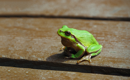 Small European tree frog at wooden background. Green amphibian