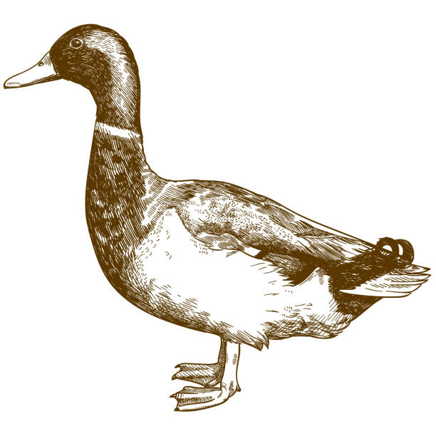 engraving antique illustration of mallard duck Vector antique engraving drawing illustration of mallard duck male drake isolated on white background duck bird stock illustrations