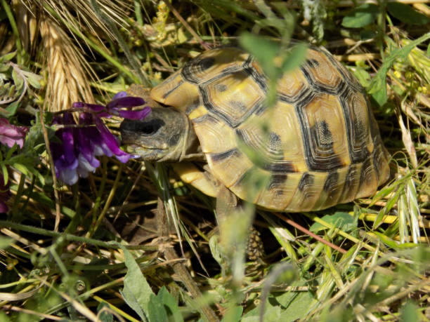 istock A wild turtle in the natural environment 1158213945