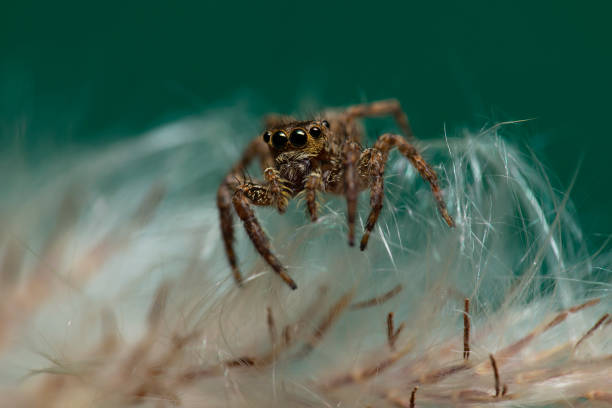 istock A Spider walks on the white fur of grass. 1158214122