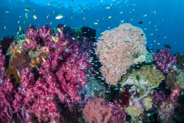 istock Amazing Coral Reef in Raja Ampat 1158214854
