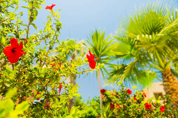 fresh red summer bush flowers with palm tree on background