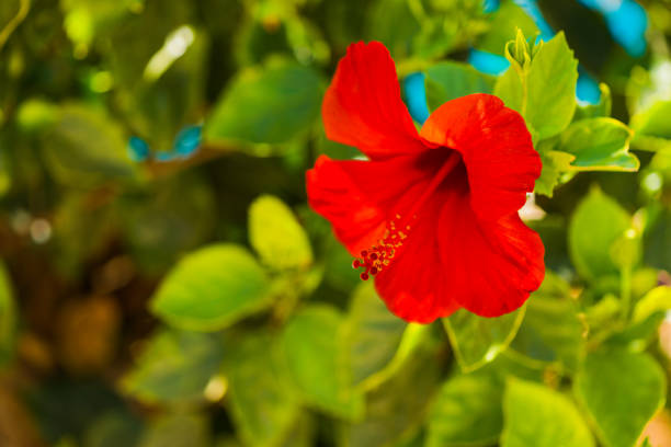 red exotic summer season flower closeup at abstract background