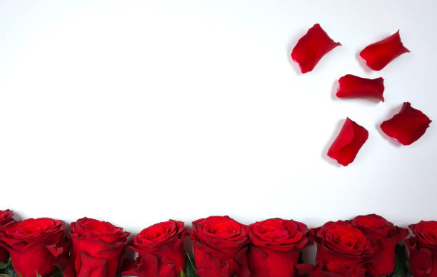 istock Red roses romantic background for valentine's day etc on white background 1158215491