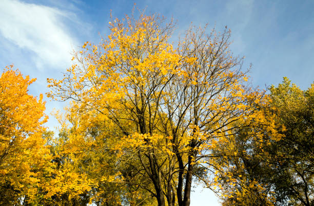 istock Early fall foliage of autumn 1158215807