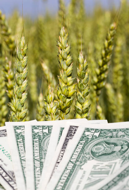 istock one American dollar pile , agricultural business 1158215912