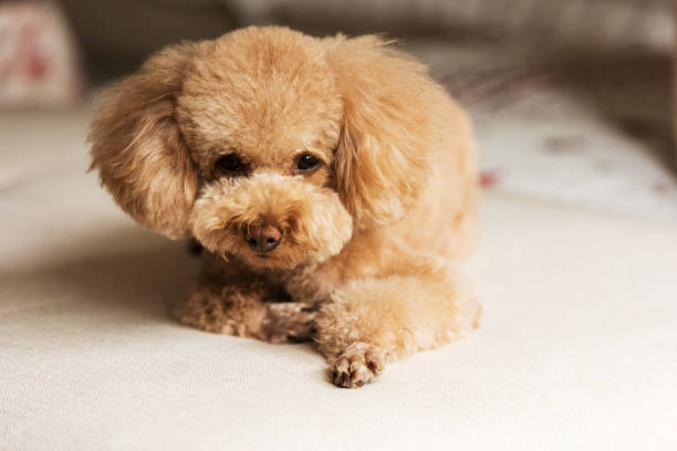 istock Cute little teddy dog 1158216569