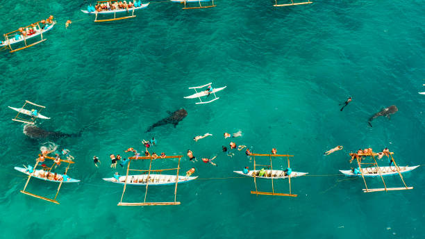 istock Oslob Whale Shark Watching in Philippines, Cebu Island 1158216766