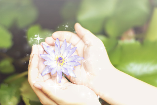 Hand holding lotus or water lily for Vesak day, Buddhist lent day, Buddha's birthday, Buddha Purnima worshiping, and world human spirit.