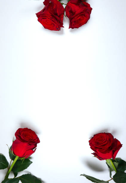 istock Fresh dark red roses on white background with space for your own text 1158217026