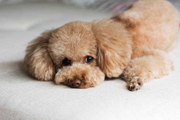 istock Cute little teddy dog 1158217260