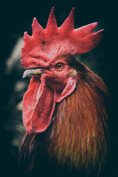 美しい雄鶏のクローズショット - chicken bird close up domestic animals ストックフォトと画像