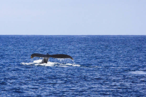istock Beautiful whale observed on Reunion Island 1158218236