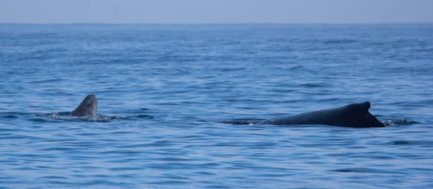 istock Beautiful whale observed on Reunion Island 1158218242