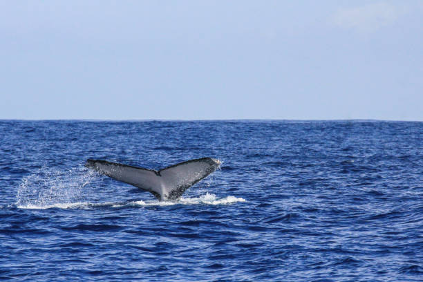 istock Beautiful whale observed on Reunion Island 1158218251