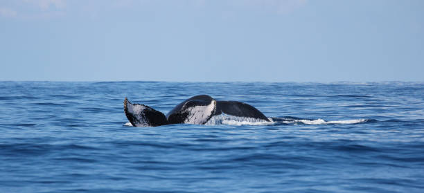 istock Beautiful whale observed on Reunion Island 1158218255