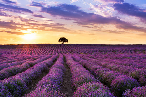 istock Lavender purple field with beautiful sunset and lines 1158218273