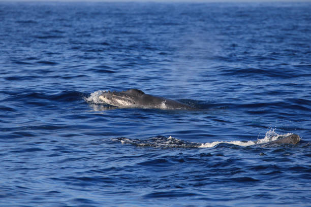 istock Beautiful whale observed on Reunion Island 1158218287
