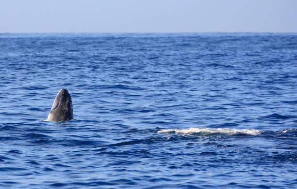 istock Beautiful whale observed on Reunion Island 1158218294