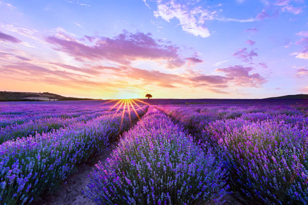 istock Lavender purple field with beautiful sunset and lines 1158218350
