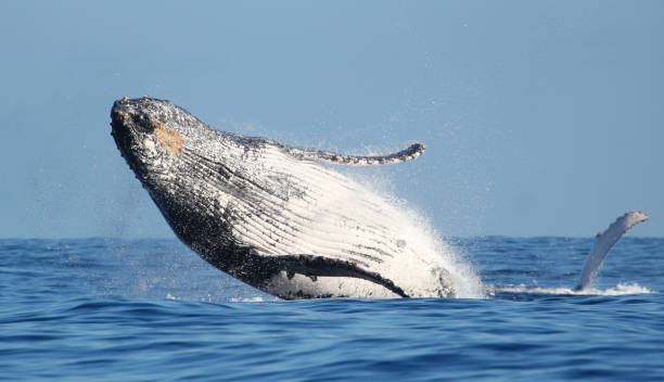 istock Beautiful whale observed on Reunion Island 1158218369
