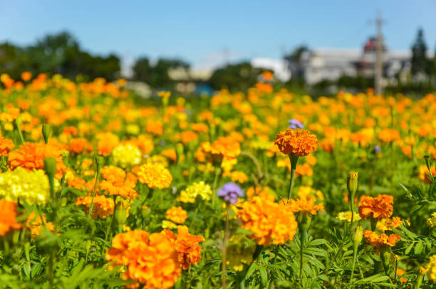 istock Tagetes erecta in the garden. 1158218381