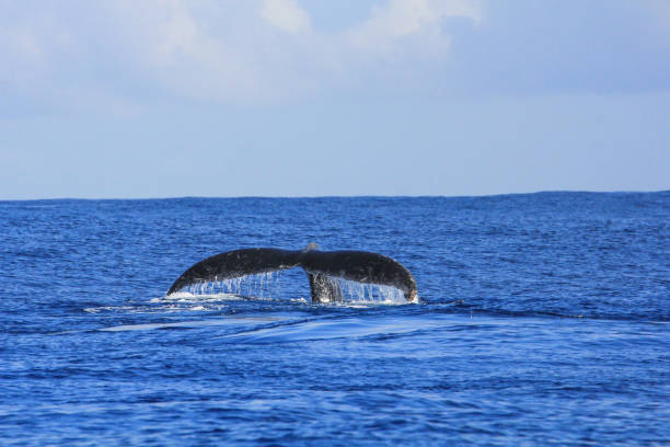 istock Beautiful whale observed on Reunion Island 1158218491