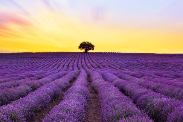 istock Lavender purple field with beautiful sunset and lines 1158218654