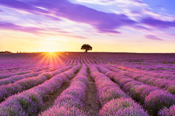 istock Lavender purple field with beautiful sunset and lines 1158218690