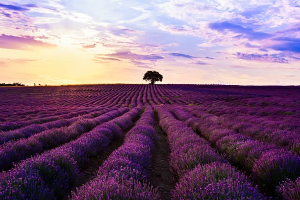 istock Lavender purple field with beautiful sunset and lines 1158218696