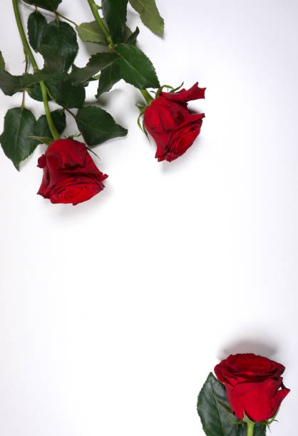 istock Fresh dark red roses on white background with space for your own text 1158219098