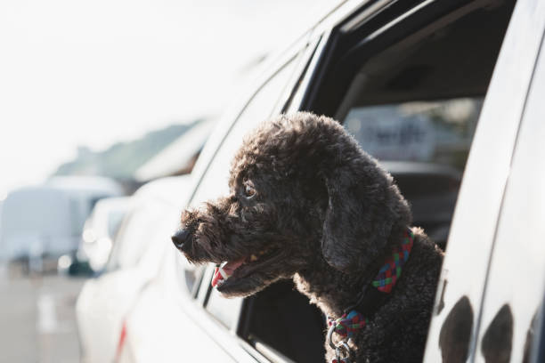 istock Dog looking outside from the car window 1158220094