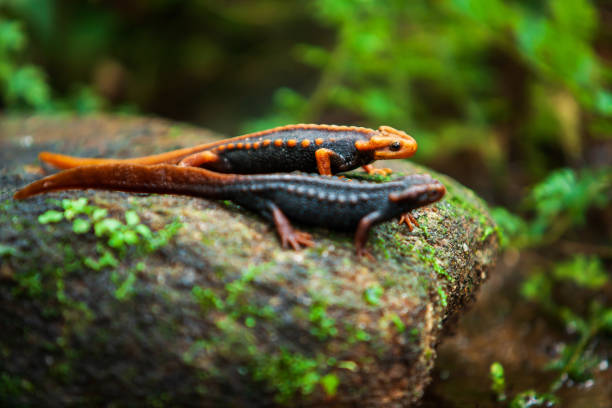 Two Himalayan newt on the stone in primeval tropical forest, fantastic two Himalayan newt or crocodile salamander, dorsal orange and black colors pattern. Doi Inthanon, Chiang Mai, Thailand. Selective focus.